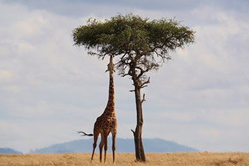L'arbre et la girafe 01